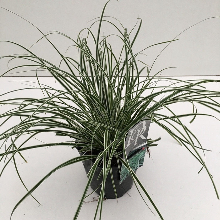 <h4>Graminées Carex 'Everest'</h4>