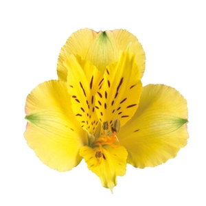 ALSTROEMERIA LEMON 080 CM