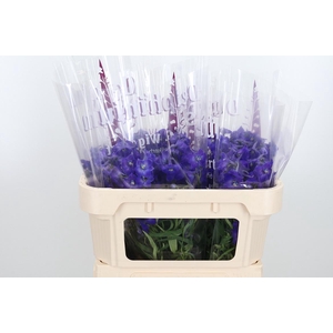 Delphinium Be Atlantis