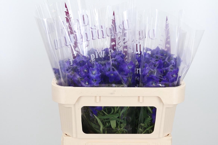 <h4>Delphinium Be Atlantis</h4>