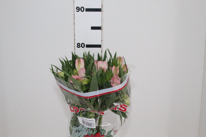 <h4>ALSTROEMERIA DUBAI 080 CM</h4>