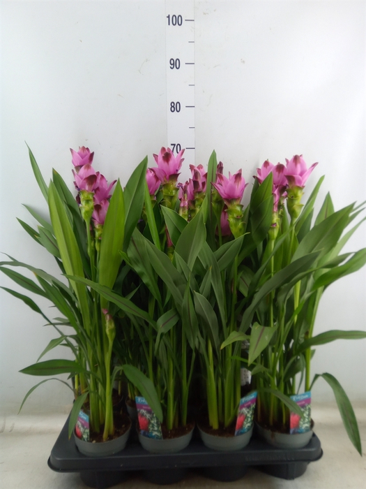 <h4>Curcuma alism. 'Siam Splash'</h4>