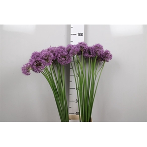 Allium Gladiator