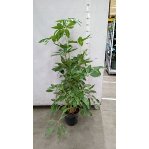 Schefflera actin. 'Amate'