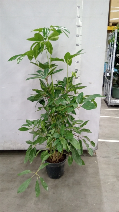 <h4>Schefflera actin. 'Amate'</h4>