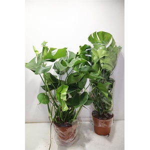 Monstera Deliciosa