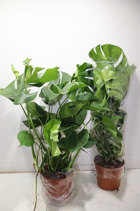 <h4>Monstera Deliciosa</h4>