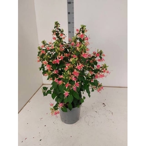FUCHSIA W JUBELTEEN