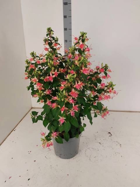 <h4>FUCHSIA W JUBELTEEN</h4>