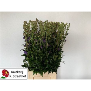 Aconitum Car Arendsii