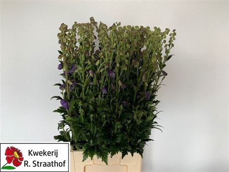 <h4>Aconitum Car Arendsii</h4>