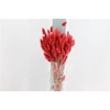 Dried Lagurus Bleached Cerise Bs