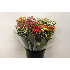 Mono Trosanjer ass x10 (Turks)