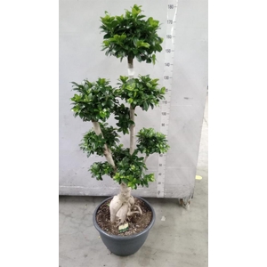 Ficus microcarpa 'Ginseng'