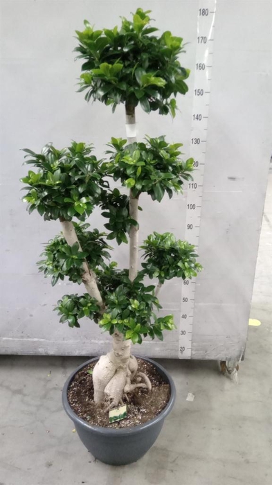 <h4>Ficus microcarpa 'Ginseng'</h4>