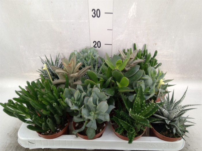 Crassula   ...mix