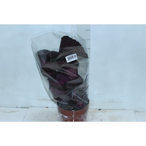 CALATHEA P17 VARIADO