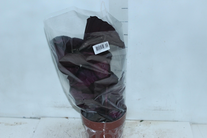 <h4>CALATHEA P17 VARIADO</h4>