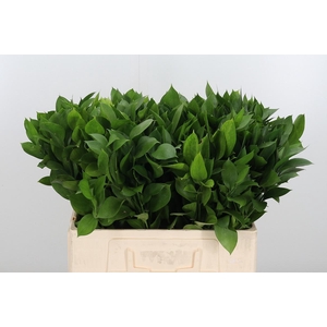 Ruscus