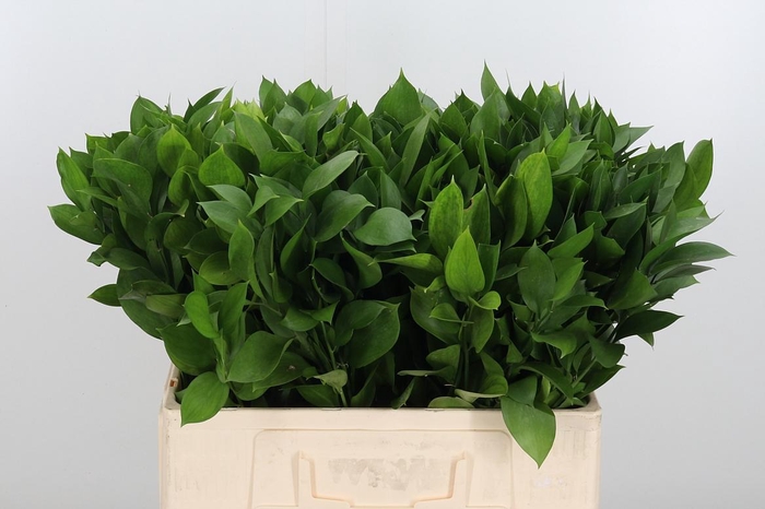 <h4>Ruscus</h4>