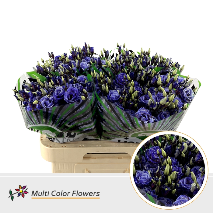 <h4>Eus G Galaxy</h4>