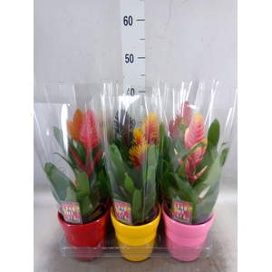 Vriesea   ...mix 6