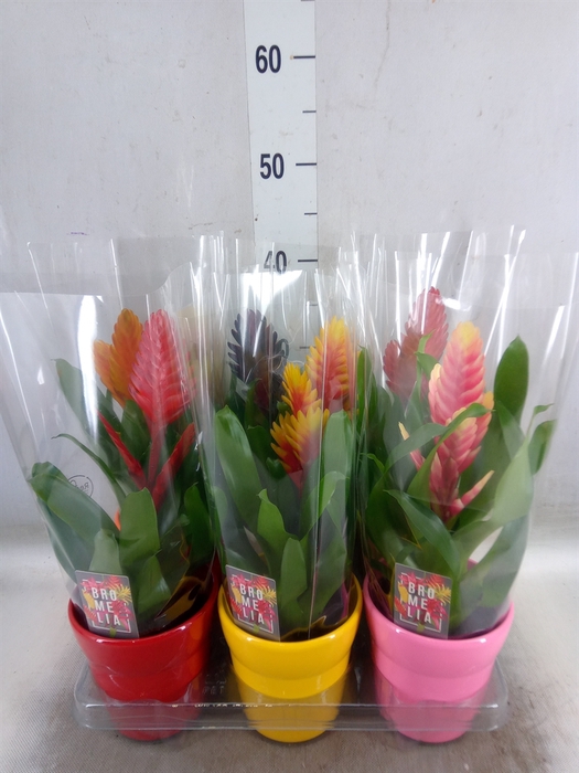 <h4>Vriesea   ...mix 6</h4>