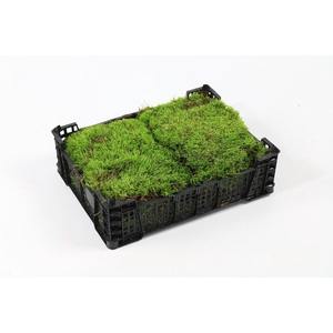Flatmoss in Plastic Box