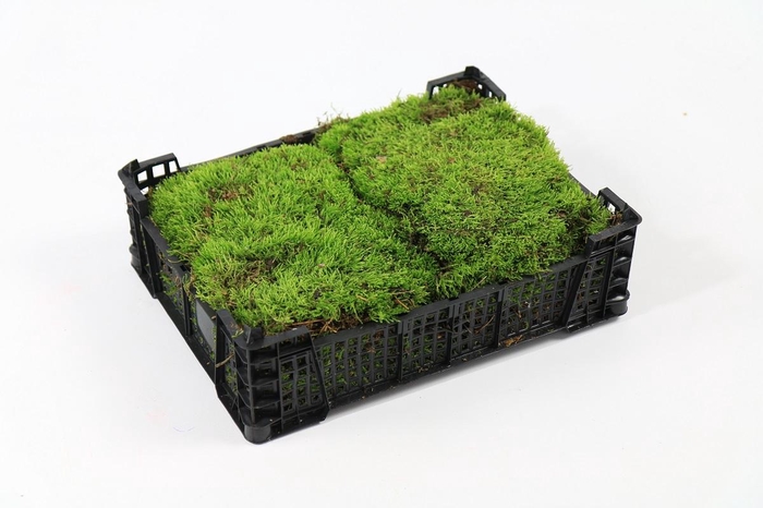 <h4>Flatmoss in Plastic Box</h4>