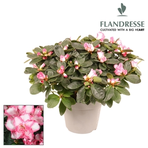 Azalea Flandresse® 'bont' 30 - 32 cm