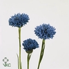 Centaurea Cyanus Blu