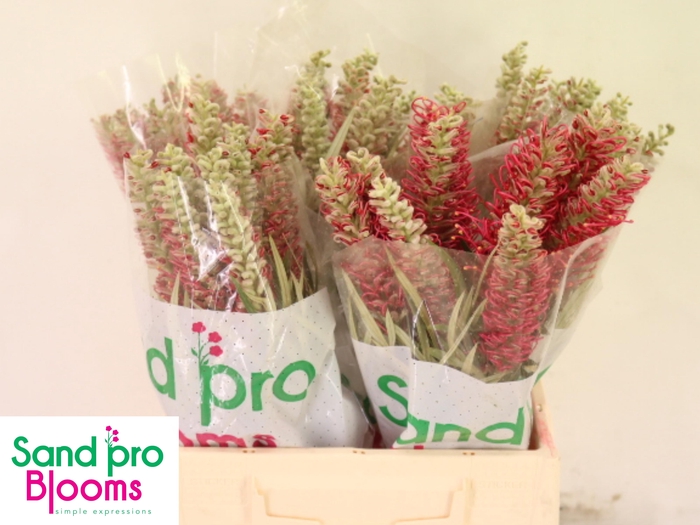 <h4>GREVI MISTY RED</h4>