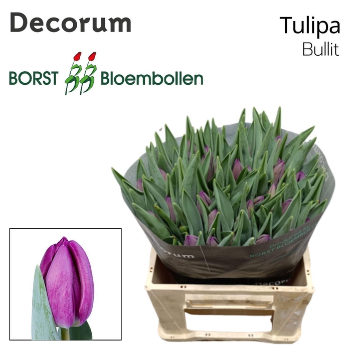 <h4>TU EN BULLIT</h4>