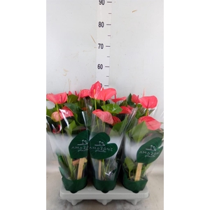 Anthurium andr. 'Melito'