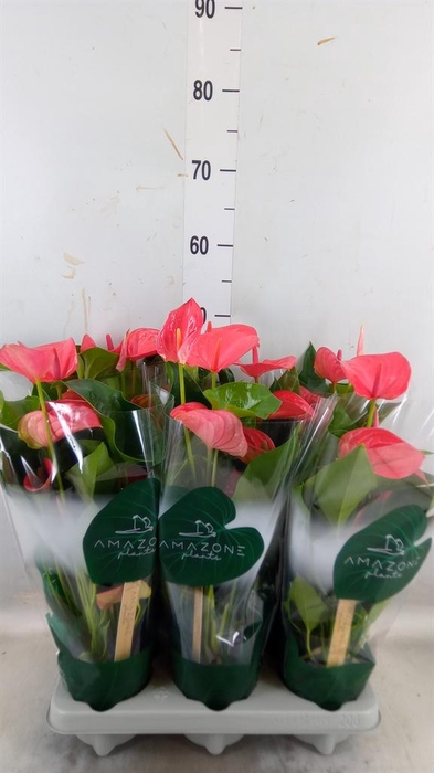 <h4>Anthurium andr. 'Melito'</h4>