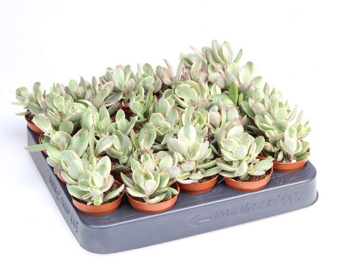 Crassula   ...