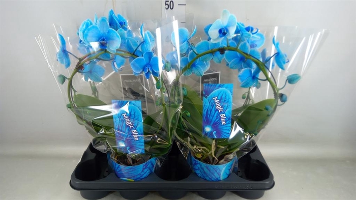 <h4>Phalaenopsis ...</h4>