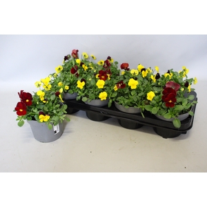 Viola cornuta 13 cm Trio Yellow, Yellow red wing, Red