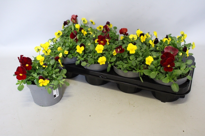 Viola cornuta 13 cm Trio Yellow, Yellow red wing, Red