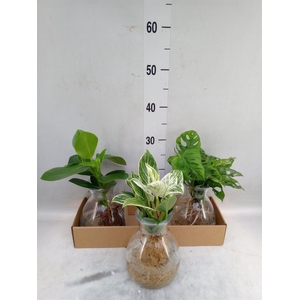 Planten  ..mix