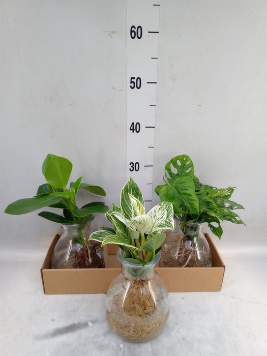 <h4>Planten  ..mix</h4>