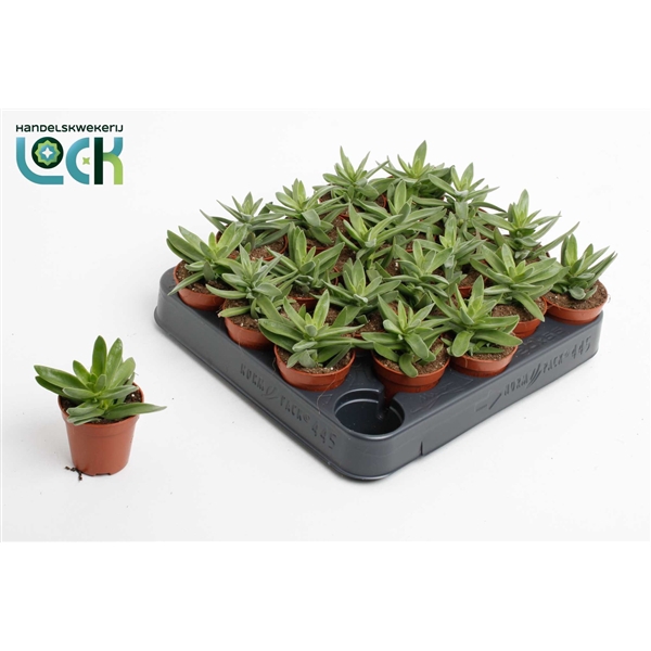 <h4>Crassula Falcata</h4>