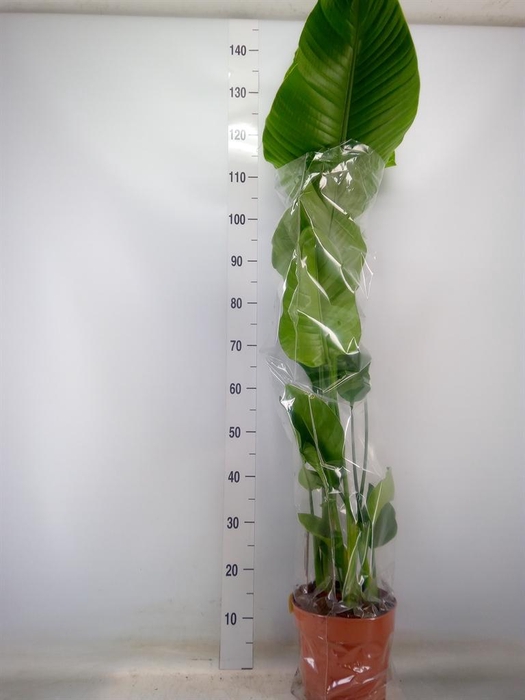 <h4>Strelitzia nicolai</h4>