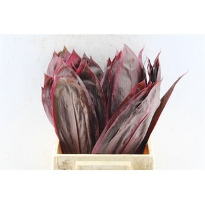 Cordyline Fruticosa Red