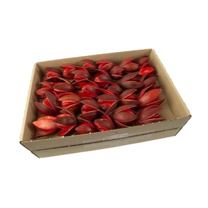 Wilde lelie o/dr. rood30 st