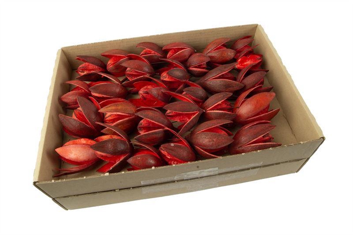 <h4>Wilde lelie o/dr. rood30 st</h4>