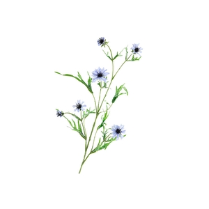 Centaurea Blue Light