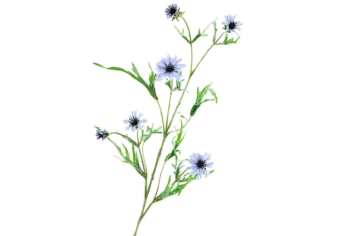 Centaurea Blue Light
