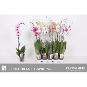 PHAL GEM 5 KL