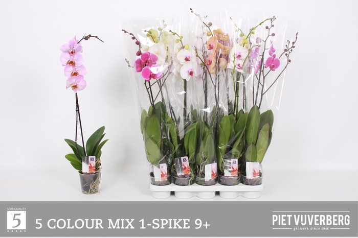 <h4>PHAL GEM 5 KL</h4>